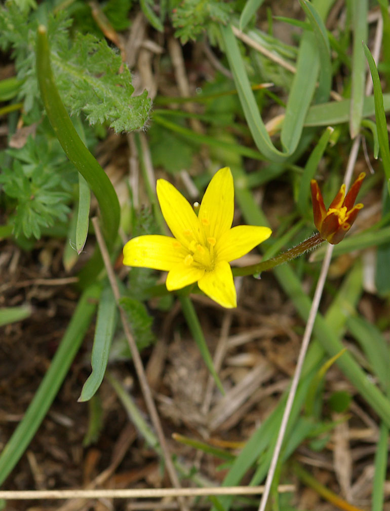 Gagea fistulosa (= G. fragifera) / Cipollaccio fistoloso
